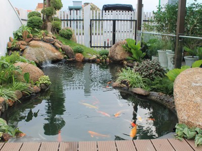 Hồ Koi hồ bơi sân vườn đà nẵng 0
