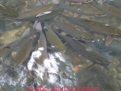 Tư vấn hồ Koi chuyên nghiệp đà nẵng 4