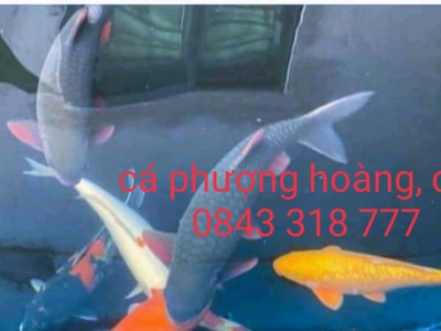 Thiết kế thi công hồ cá Koi đẹp   sân vườn non bộ, hồ bơi 0
