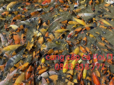 Tư vấn hồ Koi chuyên nghiệp đà nẵng 0