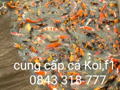 Koi thiên phú _hồ cá Koi , cá cảnh ,đá cảnh đà nẵng. 0