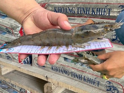 Khoáng tinh khiết - Tự nhiên, trắng mịn 1
