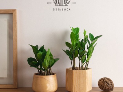 Chậu Cây Kim Tiền Trang Trí Góc Làm Việc 0