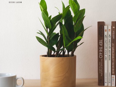 Chậu Cây Kim Tiền Trang Trí Góc Làm Việc 2