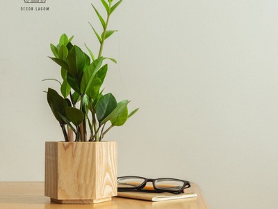 Chậu Cây Kim Tiền Trang Trí Góc Làm Việc 1