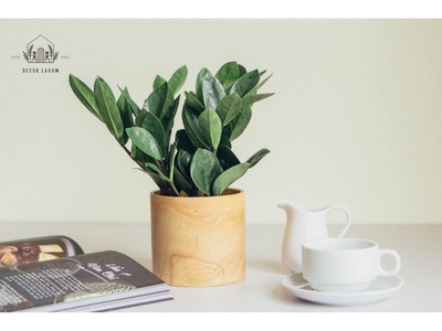 Chậu Cây Kim Tiền Trang Trí Góc Làm Việc 3