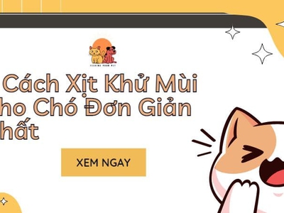 5 Cách Khử Mùi Cho Chó Đơn Giản Nhất 0