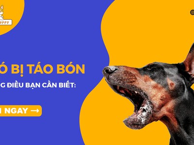 Nguyên nhân và phương pháp khắc phục tình trạng chó bị táo bón 0