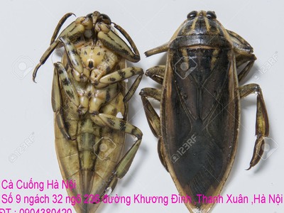 Bán Cà Cuống hàng tự nhiên nguyên con chất lượng ,lọ tinh dầu Cà Cuống thơm, nước mắm Cà Cuống ở HN 0