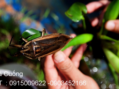 Bán Cà Cuống hàng tự nhiên nguyên con chất lượng ,lọ tinh dầu Cà Cuống thơm, nước mắm Cà Cuống ở HN 7