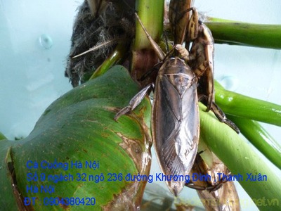 Bán Cà Cuống hàng tự nhiên nguyên con chất lượng ,lọ tinh dầu Cà Cuống thơm, nước mắm Cà Cuống ở HN 1