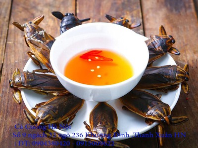 Bán Cà Cuống hàng tự nhiên nguyên con chất lượng ,lọ tinh dầu Cà Cuống thơm, nước mắm Cà Cuống ở HN 5