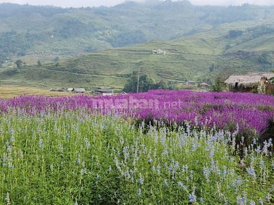 Bán đất nền tại trung tâm Tả Phìn phù hợp đầu tư đón sóng cao tốc Hà Nội - Lào Cai - Sapa 2