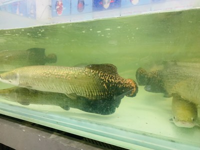 Bán cá hải tượng long 10cm đến 2m đủ kích thước 8