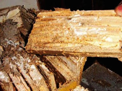 Diệt mối tủ bếp tại nhà giá rẻ 0