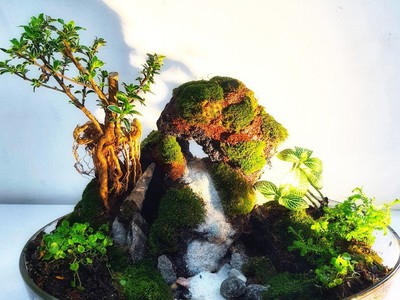 Tiểu cảnh nước chảy phong thủy bonsai nghệ thuật ấn tượng đến từ sự kết hợp nghệ thuật bonsai và 1