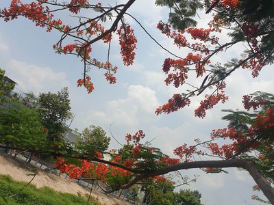 Đất xây trọ. nhà ở dịch vụ full thổ cư. bên hông khu chế xuất linh trung. kcn đồng an. giá chỉ hơn 0