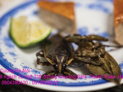 Bán Cà Cuống nguyên con , tinh dầu Cà Cuống thơm lừng , nước mắm Cà Cuống tại HN 4