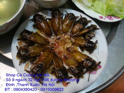 Bán Cà Cuống nguyên con , tinh dầu Cà Cuống thơm lừng , nước mắm Cà Cuống tại HN 6