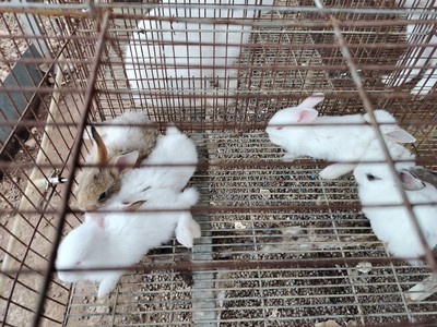 Bán thỏ con ở thành phố Huế ăn uống khỏe mạnh 0