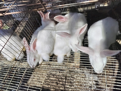 Bán thỏ con ở thành phố Huế ăn uống khỏe mạnh 2