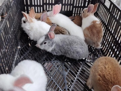 Bán thỏ con ở thành phố Huế ăn uống khỏe mạnh 3