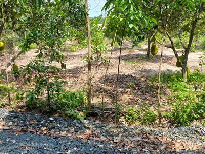 Ngân hàng thanh lý miếng vườn 2.000m2 giá 430 triệu 2