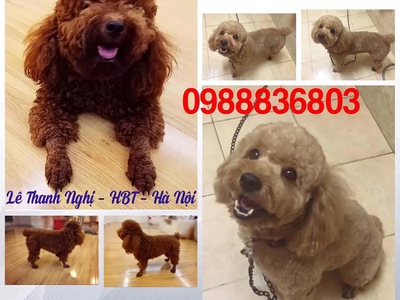 Nhận phối giống Poodle thuần chủng Hà Nội. 0