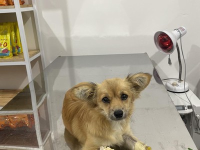 Phòng khám thú y Cujut-chuyên điều trị và chăm sóc Chó mèo 1