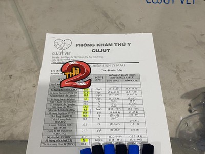 Phòng khám thú y Cujut-chuyên điều trị và chăm sóc Chó mèo 4