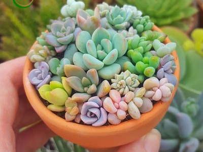 Bán cây cảnh, tiểu cảnh trang trí decor 1