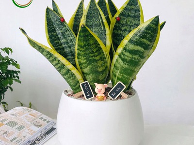 Bán cây cảnh, tiểu cảnh trang trí decor 3