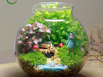 Bán cây cảnh, tiểu cảnh trang trí decor 0
