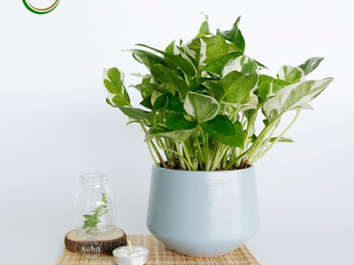 Bán cây cảnh, tiểu cảnh trang trí decor 4