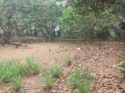Cần bán nhà vườn địa chỉ  hà lộc, tx phú thọ, gần kcn phú hà 3