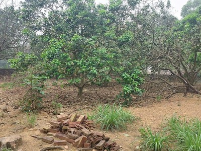 Cần bán nhà vườn địa chỉ  hà lộc, tx phú thọ, gần kcn phú hà 2