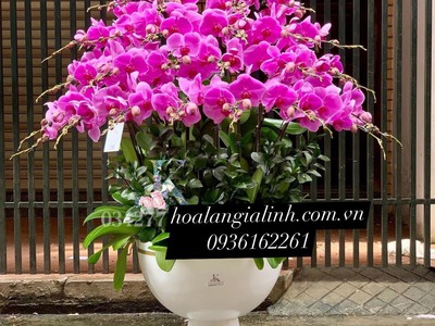 Shop lan hồ điệp quận 9   Địa chỉ tin cậy cho những người yêu hoa 0