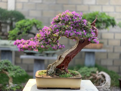 Nghệ thuật cây cảnh bonsai 0