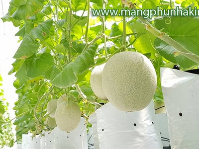 Túi đựng giá thể, túi trồng cây, túi trồng dưa 0
