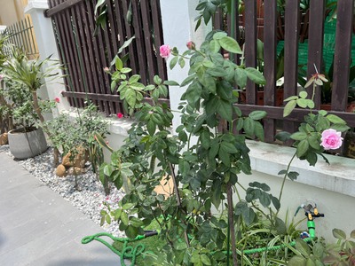 Cho thuê nguyên căn tại Khu Biệt thự Sao Đỏ 4