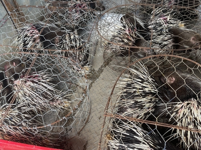 Bán nhím thịt nhà nuôi tại Đồng Nai 0