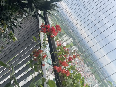 HOT  căn 2PN2VS ngoại giao cuối cùng view đẹp nhất phân khu THE ZENPARK giá chỉ 2 tỷ 848 triệu. 2