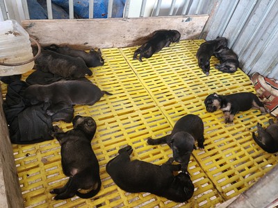 Bán đàn chó 11 con   chó mẹ lai béc gần 30kg tại Hà Nội 0