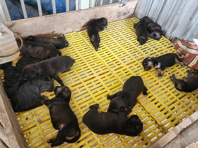 Bán đàn chó 11 con   chó mẹ lai béc gần 30kg tại Hà Nội 1