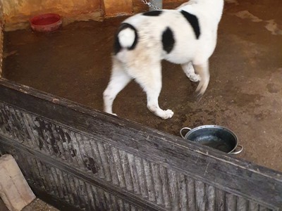 Nhượng 2 em chó Cộc Hmong cho chủ mới tôi ở Mê Linh, Hà Nội 2