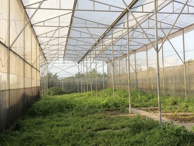 Cho thuê  đất nông nghiêp  50 năm tại huyện thanh trì, hà nội 2