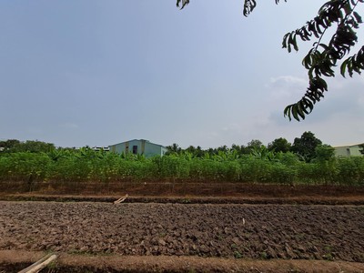 Lô đất khủng 4000m full thổ hết 98 2