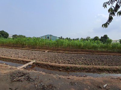 Lô đất khủng 4000m full thổ hết 98 1