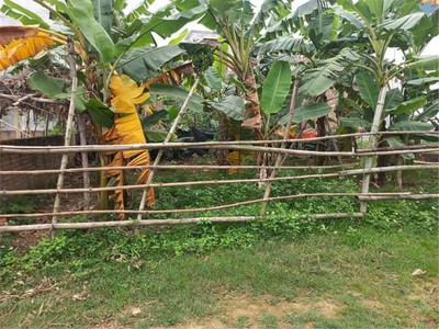 Chính chủ cần tiền bán cắt lỗ mảnh đất 212m2 full đất ở, cần kiệm thạch thất hà nội. 2