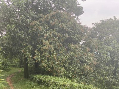 Chính chủ cần cho bán nhanh lô đất trang trại tại km32 vị xuyên - hà giang 0